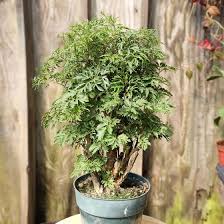 Image result for Polyscias fruticosa