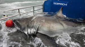 Apr 02, 2012 · shark experts richard ellis and john e. Transatlantic Great White Shark May Be Pregnant Bbc News