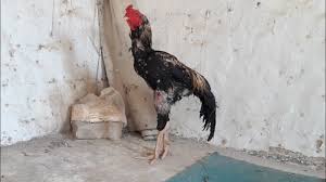 We did not find results for: Thai Aseel Murga Ki Pehchan Krin Game Fowl Youtube