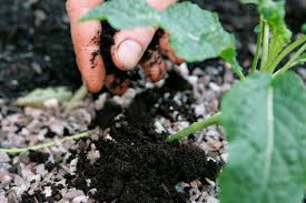 This could be a good use for coffee that is getting old in your pantry or a type you bought for visiting friends but isn't your usual cup of joe. Using Coffee Grounds In The Garden