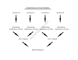 basic nomenclature of cannabis genetics alchimia blog