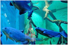 Em outros países, o novo normal significa menos visitantes e até zonas delimitadas para evitar aglomerações. Belo Horizonte Ganha O Maior Aquario De Agua Doce Do Brasil Ablaquariofilia Associacao Brasileira De Lojas De Aquariofilia