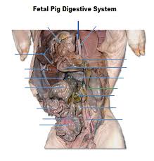 It will enormously ease you to see guide Fetal Pig Digestive System Diagram Quizlet