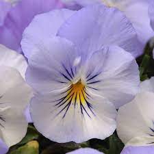 Pansy Flower Garden Seeds Cool Wave Series Frost 100 Seeds Annual Flower Gardening Seed Walmart Com Pansies Flowers Annual Flowers Flower Seeds