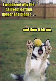 25 Funny Dog Memes Part 2 Dogtime Dog Jokes Funny Dogs Funny Dog Memes