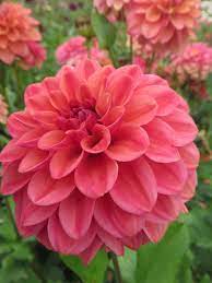 Pin On Dahlia Festival Swan Island