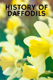 History Of Daffodils Information About Old Fashioned Daffodils Gardening Know How S Blog Daffodil Gardening Daffodils Plant Breeding
