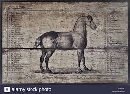 Horse Anatomy Stock Photos Horse Anatomy Stock Images Alamy