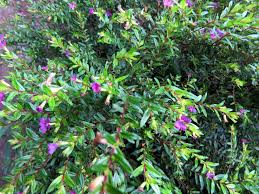 Image result for Tapinanthus forbesii