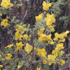 Image result for Rhigozum brevispinosum