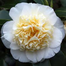 Camellia Brushfield S Yellow Agm Japonica Plants Camellia Flowers