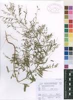 Image result for Phyllanthus pentandrus