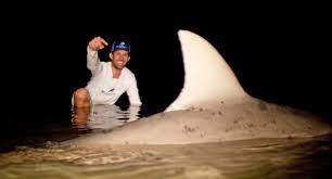 The bull shark is pale to dark gray and has a blunt, rounded snout and a jaw filled with triangular, serrated upper teeth. Blacktiph Lands Giant Bull Shark In River