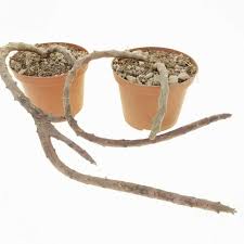 Image result for Ceropegia simplex