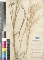 Image result for Panicum graciliflorum