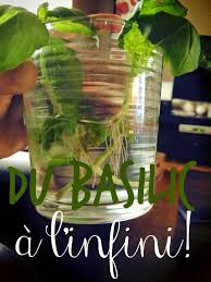 Cinq Fourchettes Etc Comment Faire Pousser Du Basilic A L Interieur Faire Pousser Du Basilic Herbe Basilic