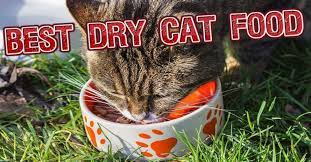 Top 10 Best Dry Cat Food Brands For 2016 Wellness Cat Food Cat Food Cat Food Brands