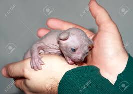A Newborn Kitten Of The Canadian Sphynx Male Hands Stock Photo Picture And Royalty Free Image Image 95315293