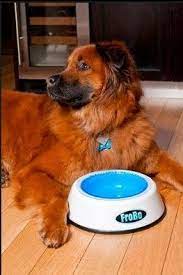 This Special Water Bowl Has A Lining That You Can Place In Your Freezer Keeping The Water Cold For A Longer Period Of Time Dog Gadgets Dog Water Bowls Pet Bowls