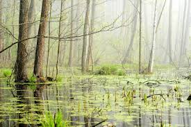 And since wetlands act as a sponge, absorbing and helping control flooding around the area, this is helpful as well. What Is A Wetland Wild Earth News Facts By World Animal Foundation