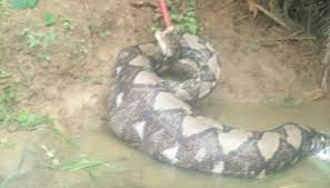 Jika yang dimakan jantung ular maka hidup anda akan tentram walau dalam kemiskinan. Bomba Dan Penyelamat Malaysia On Twitter Tangkap Ular Sawa Makan Ternakan Org Kg Ular Sawa Seberat 80kg Panjang 4 5mtr Di Gua Musang Brjya Ditangkap Dilepaskan Ke Habitat Asal Https T Co Tpt5mv8qbv
