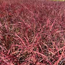 Image result for Andropogon