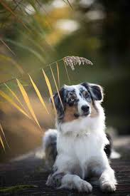 Hunde Fotoshooting Tipps Von Profi Fotografin Celia Ritzberger In 2020 Niedliche Hunde Hunde Susseste Haustiere
