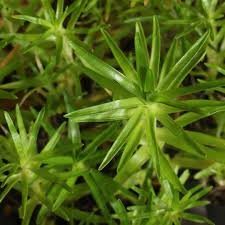 Image result for Syngonanthus