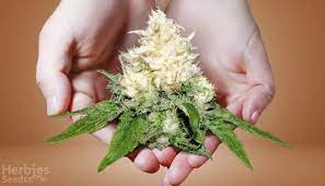 Albino Weed And Other Reasons Behind The White Color Of Your Cannabis Herbies