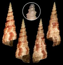 Image result for Turbina longiflora