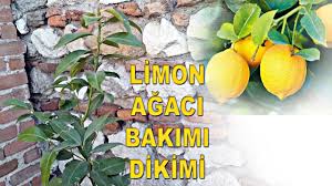 Limon her derde deva olarak bilinir. Limon Agaci Bakimi Limon Agaci Saksi Degistirme Limon Agaci Nasil Sulanir Gercek Limon Agaci Youtube