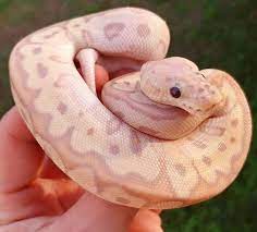 Ball Pythons On Pinterest Ball Python Morphs Pet Snake Ball Python