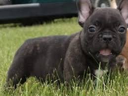 The goals and purposes of this breed standard include: French Bulldog Puppies For Sale Lansing Mi 229181