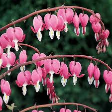 Maybe you would like to learn more about one of these? Dicentra Spectabilis Bleeding Hearts K Van Bourgondien