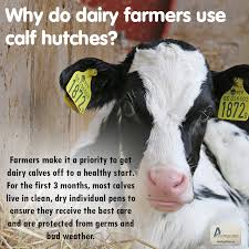 The same production basket for large farms with an average of 673 cows was only $14.78 per cwt. Why Do Dairy Farmers Use Calf Hutches Farmers Make It A Top Priority To Get Their Animals Off To A Healthy Start For Dair Farm Lifestyle Dairy Facts Pet Care