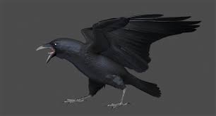 3d Model Chihuahuan Raven Animation Flying In 2020 3d Model Animation Raven
