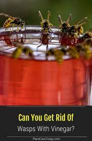 What is the best way to get rid of wasps? How To Get Rid Of Wasps With Vinegar Get Rid Of Wasps How To Get Rid Of Wasps Wasp