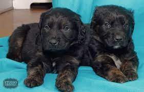 We are excited to be fulfilling the dream of raising puppies with our family. Two Rescue Pups Golden Retriever Black Lab Mix 8 Weeks Old For Sale In Rochester New York Classified Americanlisted Com