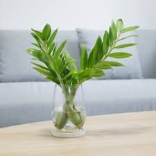 Check spelling or type a new query. Zz Plant How To Grow Care For Zamioculcas Zamiifolia Garden Design