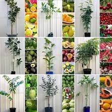 We did not find results for: Dwarf Fruit Trees Plants Gumtree Australia Free Local Classifieds