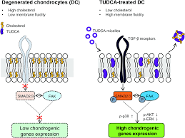 Do Increased Levels Of Cholesterol Increase The Fluidity Of The Cell  Membrane? - Quora