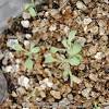 How to grow poppies from seed australia. 1