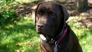 Our labrador retriever puppies have calm, outgoing temperaments making them ideal for families with small children and other animals. Labrador Retriever Olde English Bulldogges Puppies Tacoma Lakewood Spanaway Washington State