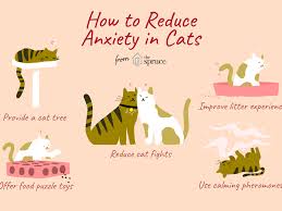 When many cats are frightened, they tend to retreat to the master bedroom. How To Train Your Cat To Be Less Anxious