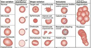 6,586 Cells Burst Royalty-Free Photos And Stock Images | Shutterstock