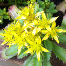 Sedum acre 'yellow queen' (muurpeper) is een snelgroeiende bodembedekker. Sedum Golden Queen Stonecrop Golden Queen In Gardentags Plant Encyclopedia