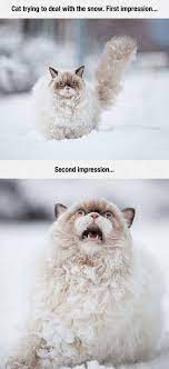 Cat And Snow Funny Animals Cats Cat Memes