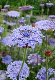 Posts About Didiscus Caeruleus On Kwiaty Roczne Flower Seeds Plants Beautiful Flowers
