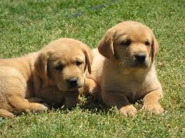 White, silver, & chocolate puppies coming in june! Yellow Lab Puppies For Sale Cream And Yellow Lab Puppy Breeder