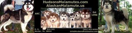 Hudsonsmalamutes Com Alaskanmalamute Us Akc Ofa Gentle